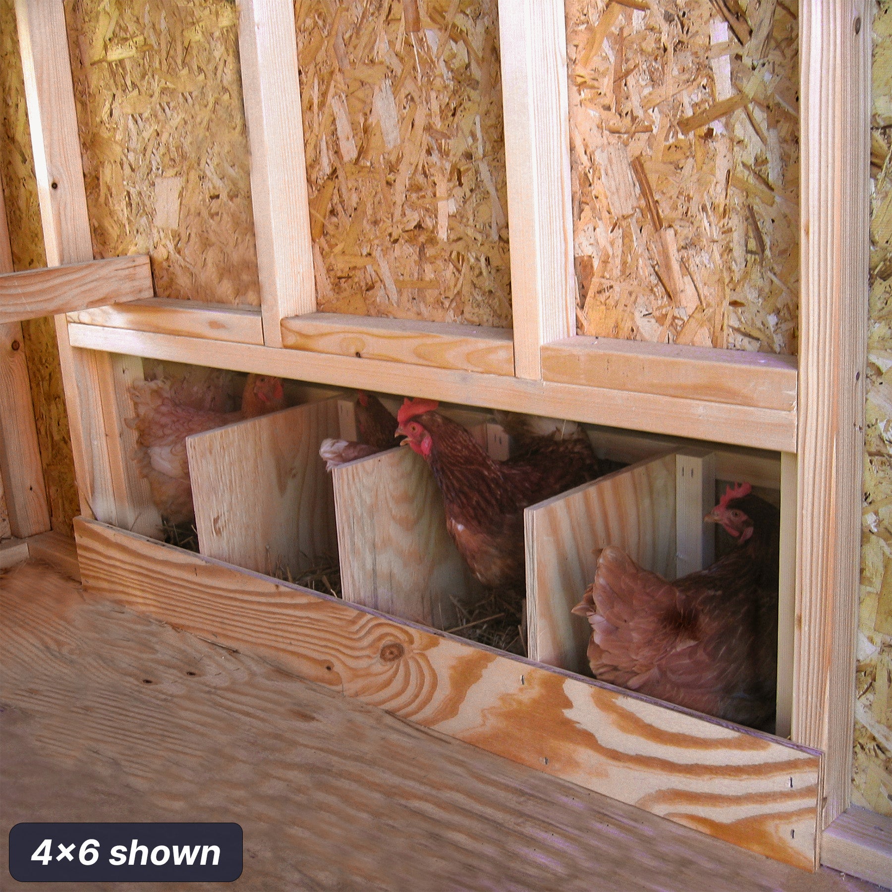 4x6 gambrel barn chicken coop interior nesting boxes