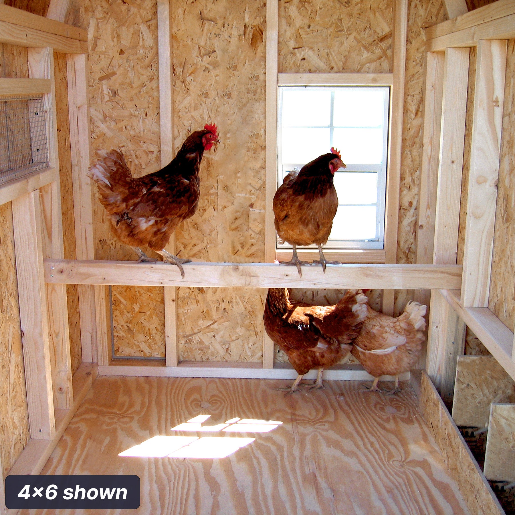 4x6 gambrel barn chicken coop interior roost