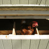 nesting boxes with chicken up close