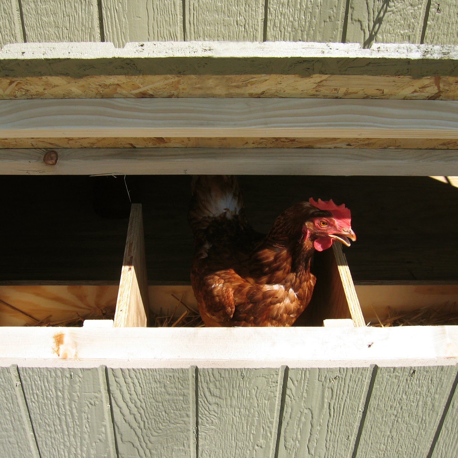 nesting boxes with chicken up close