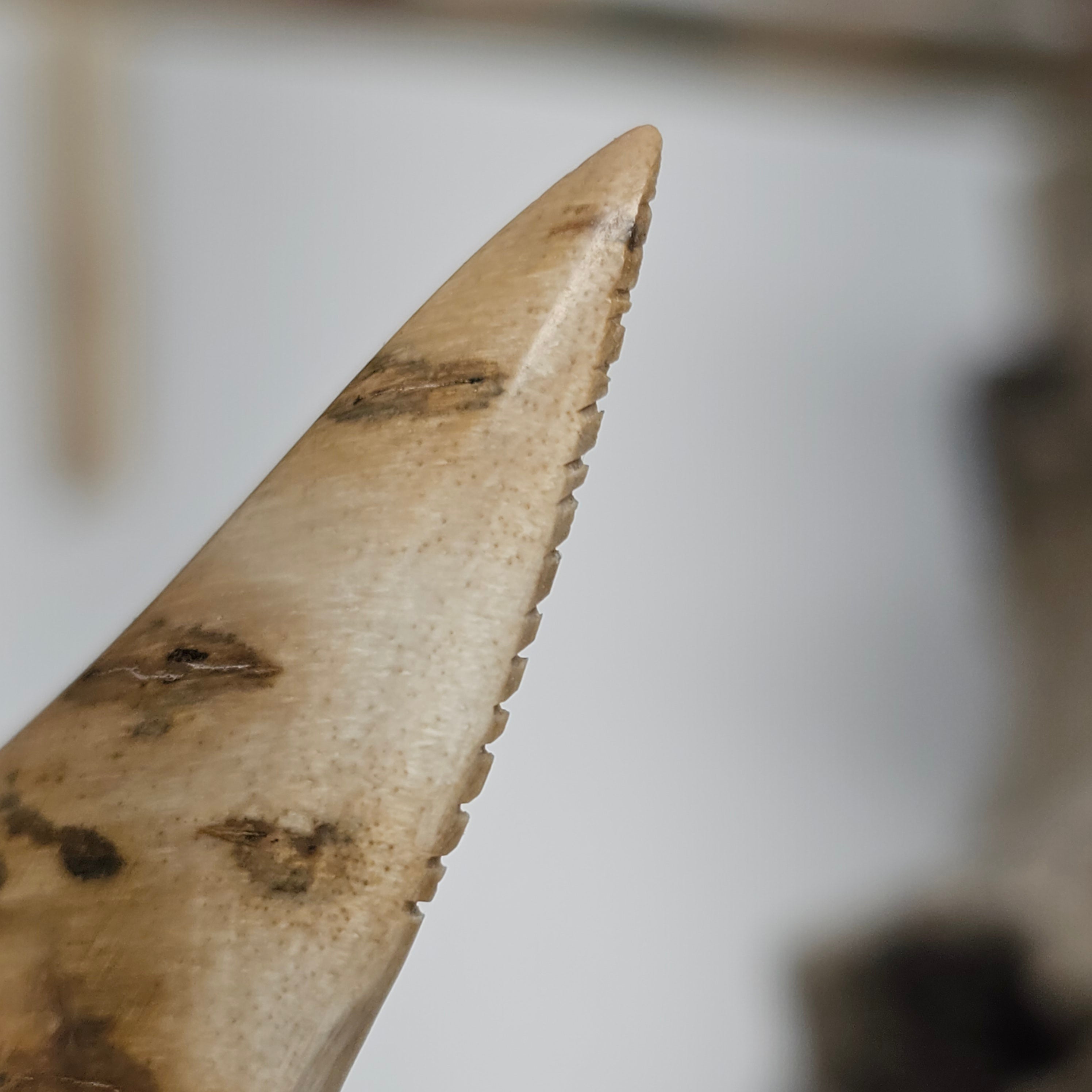 Woolly Mammoth Ivory Shark Tooth Pendant