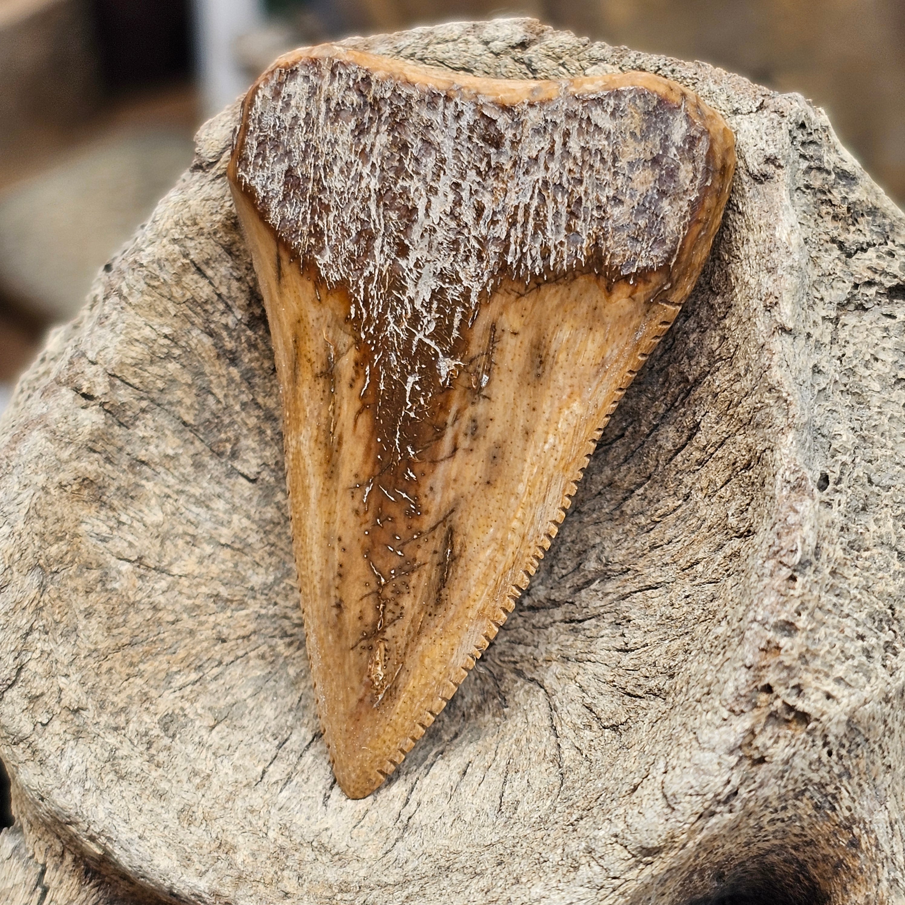 Boneyard Alaska Woolly Mammoth Ivory Sharkstooth