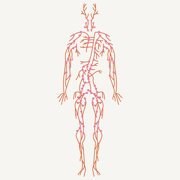 Endocrine System