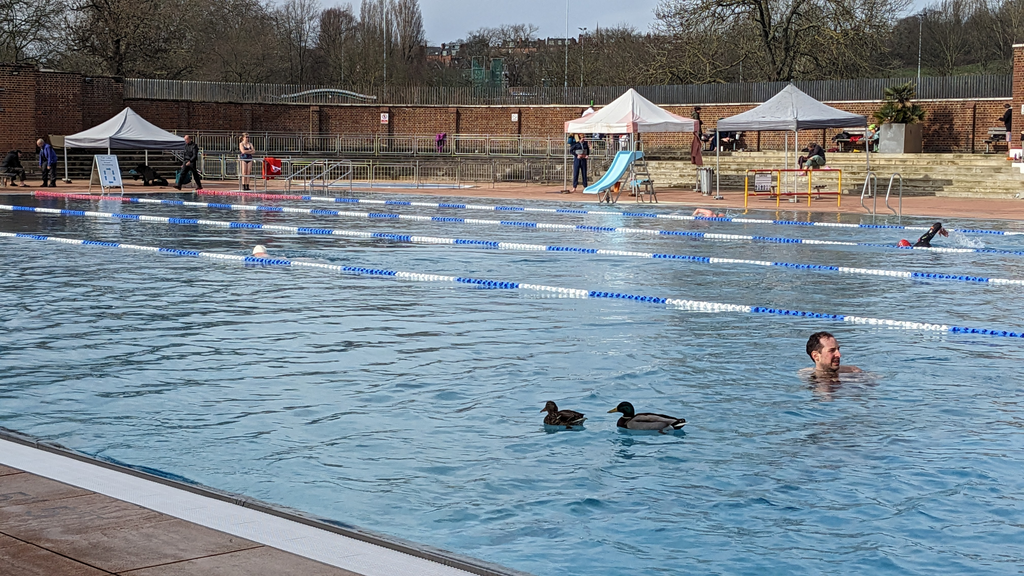 Parliament Hill Lido with Ducks visiting