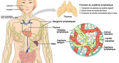 Le soutien-gorge IONSTech Lymphvity Détoxification et mise en forme & Lifting puissant