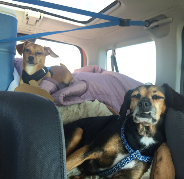 Road trip with the dogs