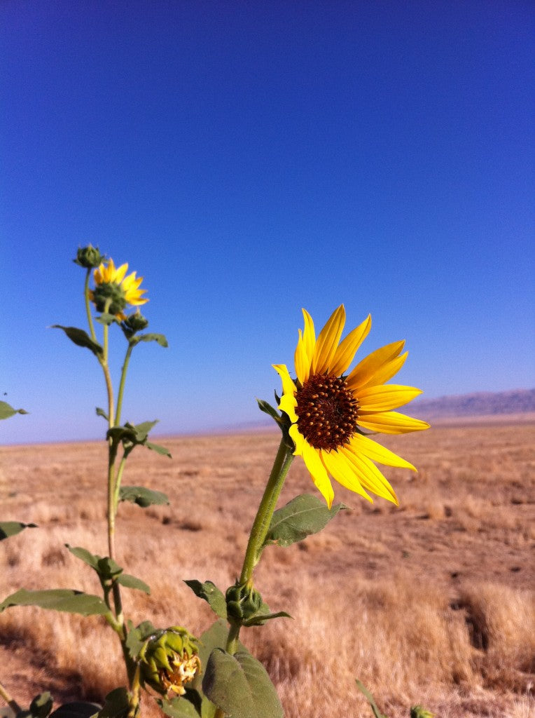 This was taken at Carrizo Plain a couple summers ago. You can find more info about Carrizo Plain here.
