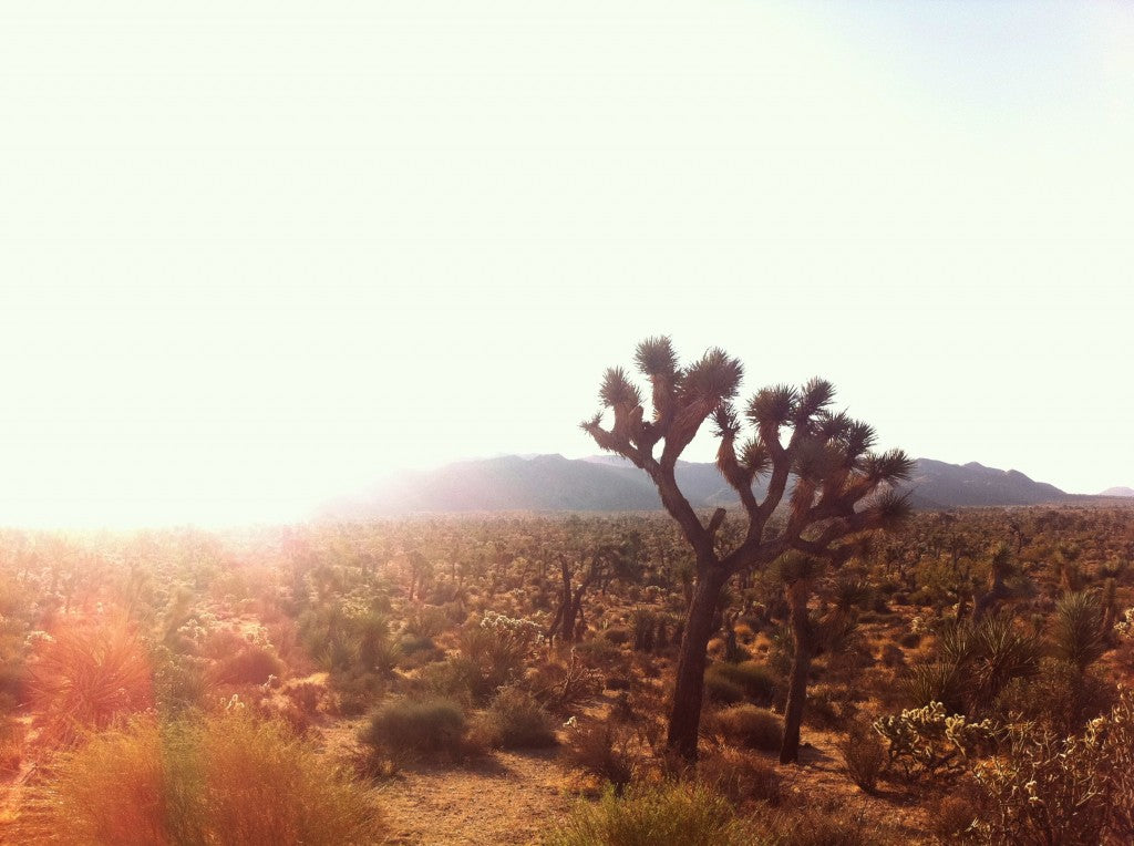 This is Joshua Tree on BLM land. It's where I buried my dog, Diva, and it has profound personal significance to me. Diva is the dog in the logo and in my tattoo. You can read more about Joshua Tree here.