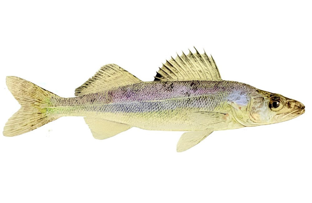 Blue Walleye (Sander Vitreus Glaucus)