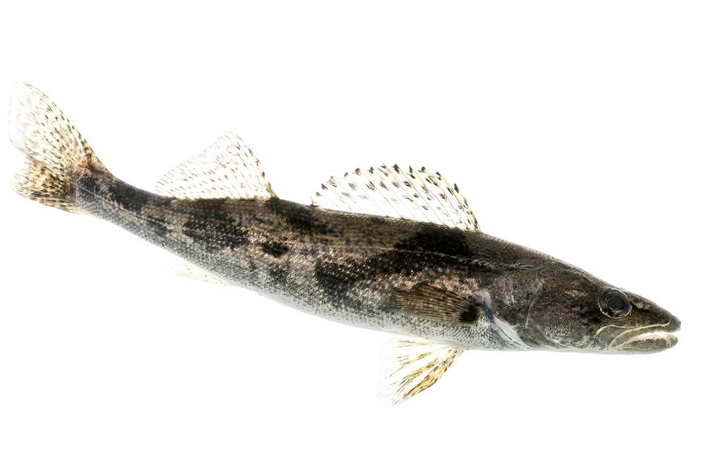 Sauger Walleye (Sander Canadensis)