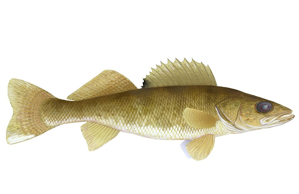 Yellow Walleye (Sander Vitreus)