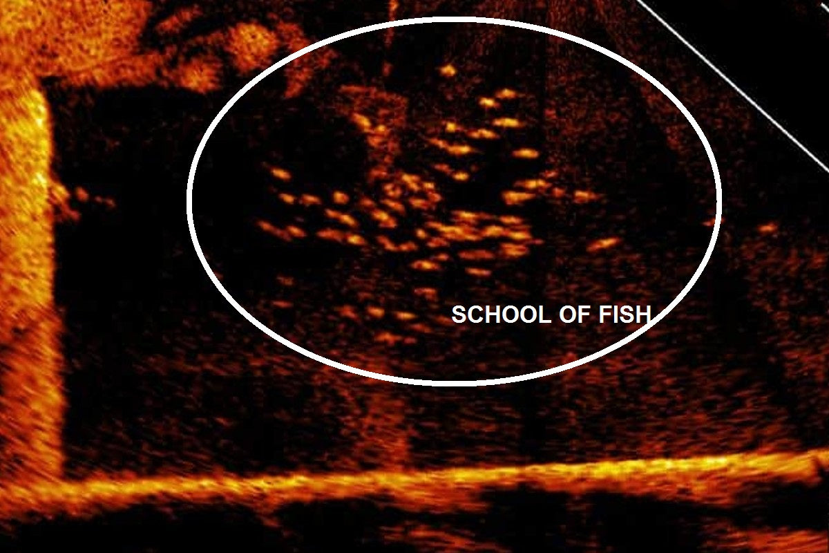 fish spotted on screen using Humminbird Forward Facing Sonar