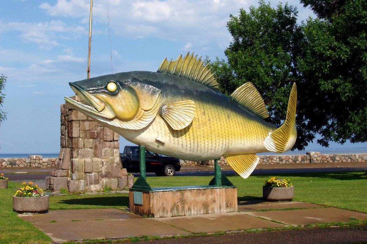 State fish of Minnesota is walleye