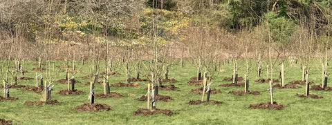 Rows of apple trees for sale Wales