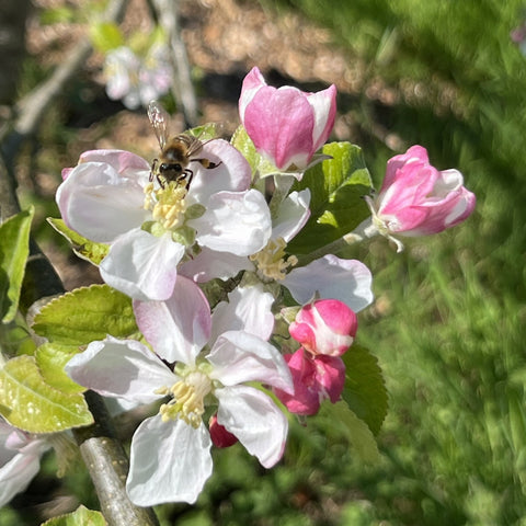 Pollination with bee