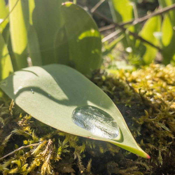 green plant leaf with water droplet reflecting sunlight