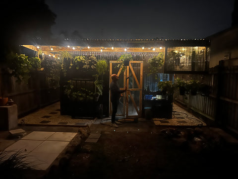 Greenhouse watering evenings
