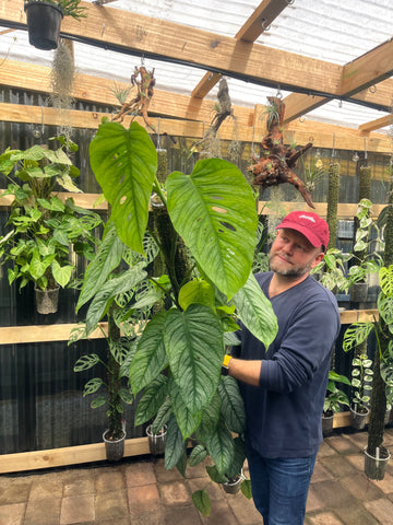 Very large Monster El Salvador grown on moss pole.