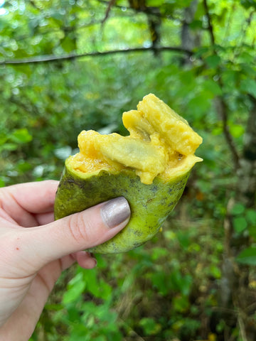 pawpaw cut open