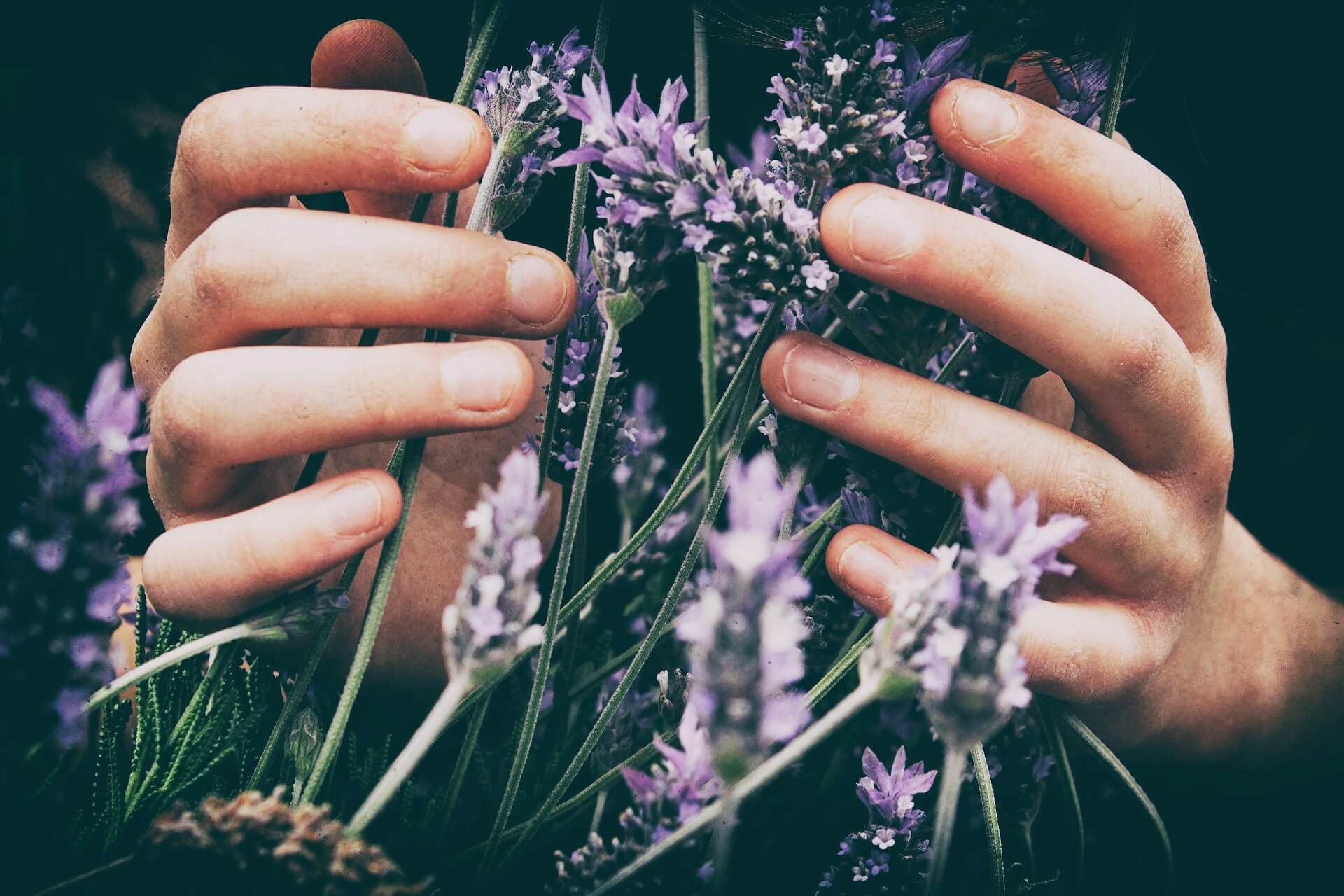 Lavender flowers used to make NamoMonk essential Oil