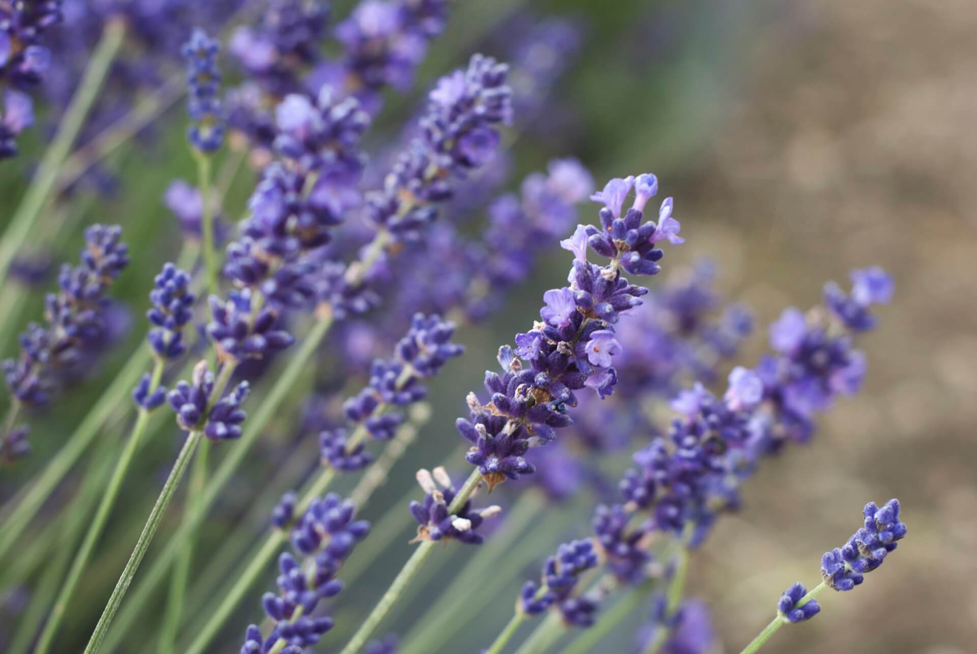 image of lavender flowers used to make namomonk essential oil