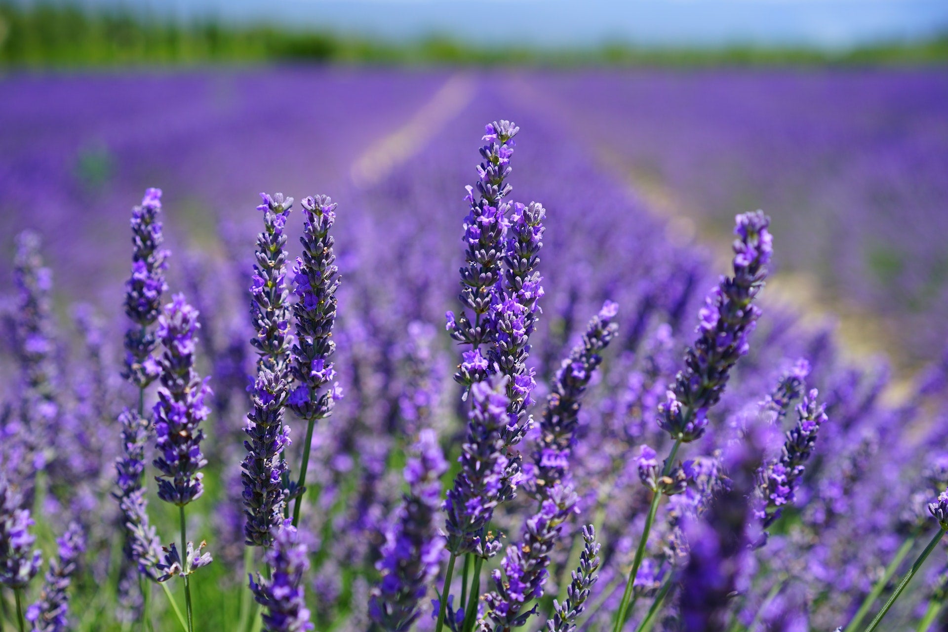a field of natural lavender flowers