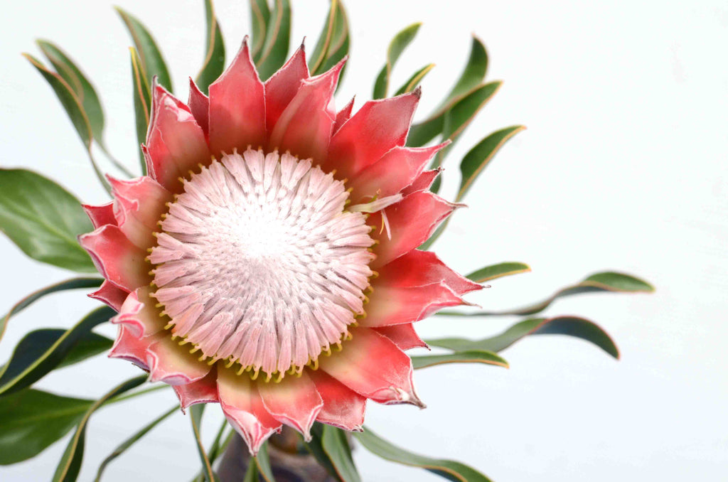 King Protea Cape Town South Africa Shop Fabulous Flowers Claremont