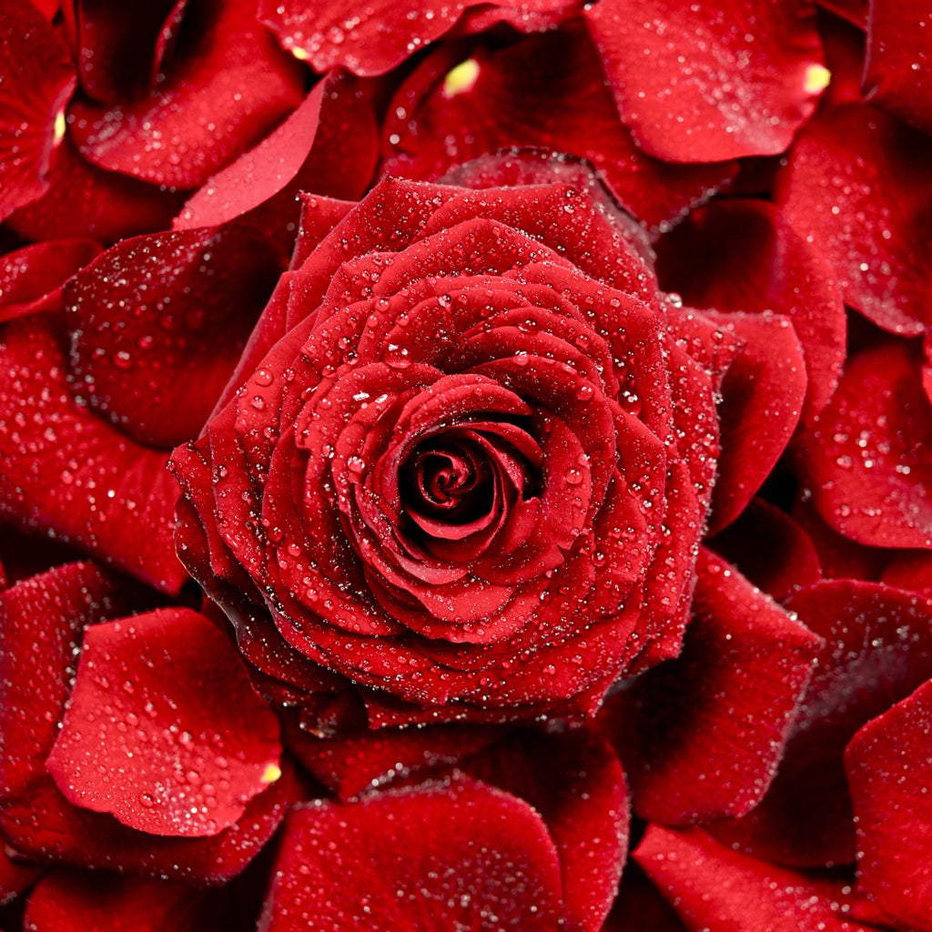 Buy red roses from Cape Town's Best Florist - FABULOUS FLOWERS