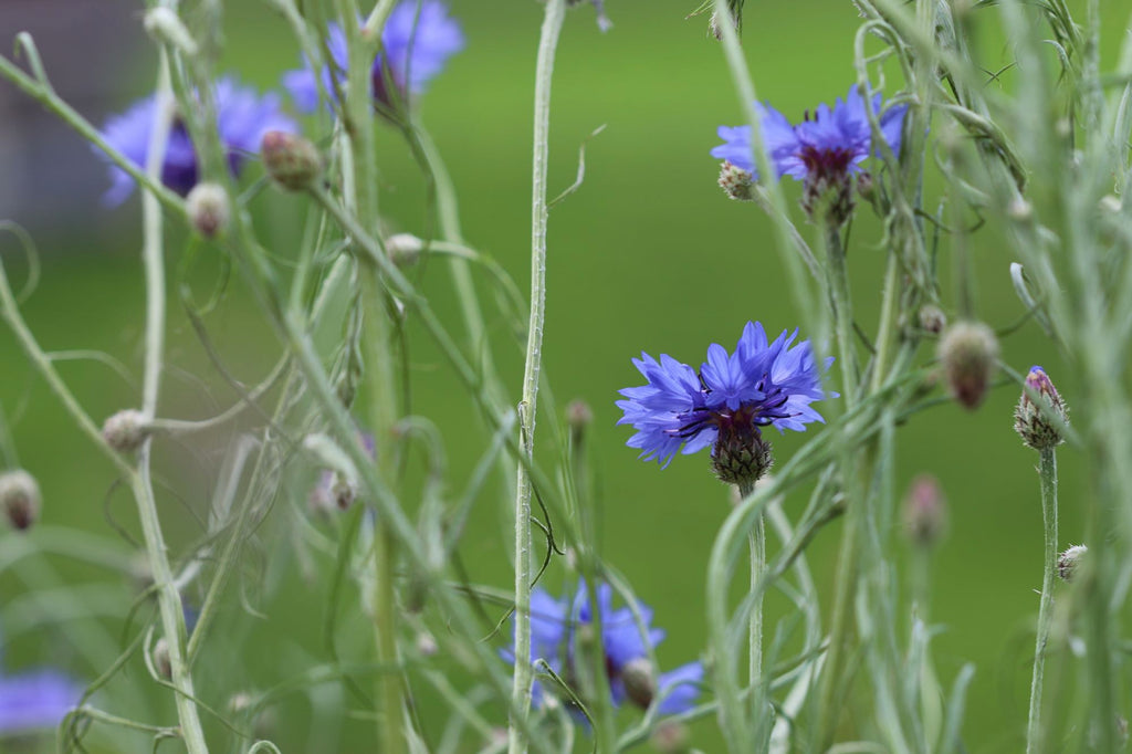 Blue cornflowers | Shop Fabulous Flowers