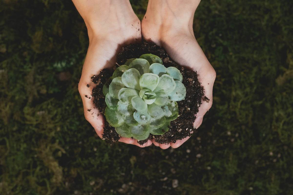 recycling program, Fabulous Flowers ethos, sustainable practices, green journey