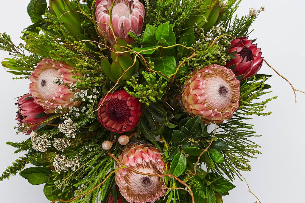 proteas, king protea, stunning blooms, fresh flowers, cape town delivery