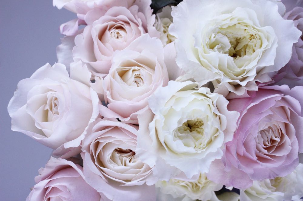 Roses are girls best friend | Shop Fabulous Flowers