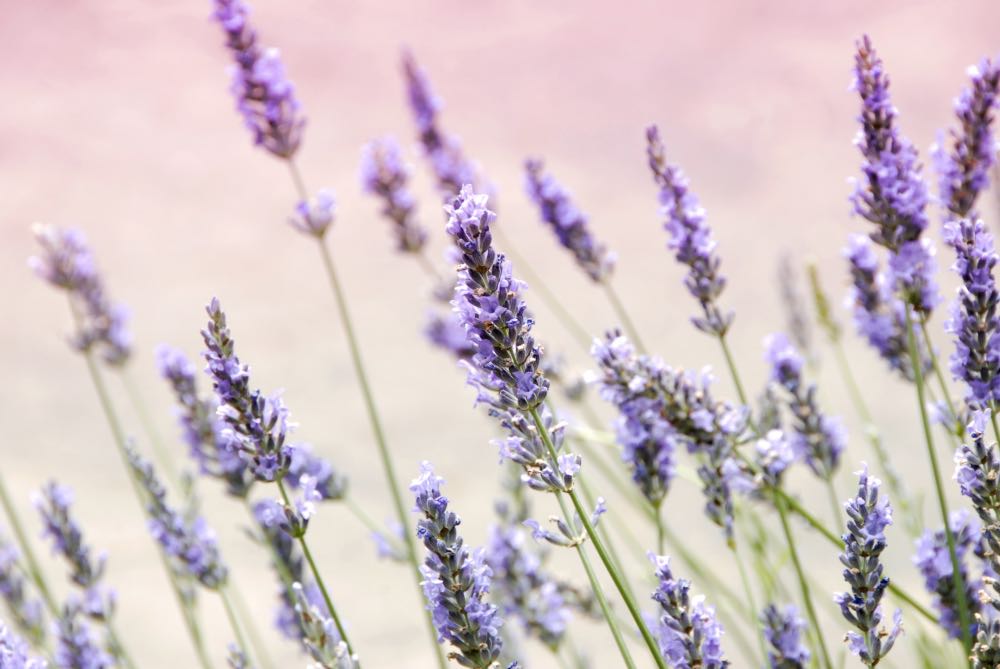 Lavender fun facts about flowers | Shop Fabulous Flowers