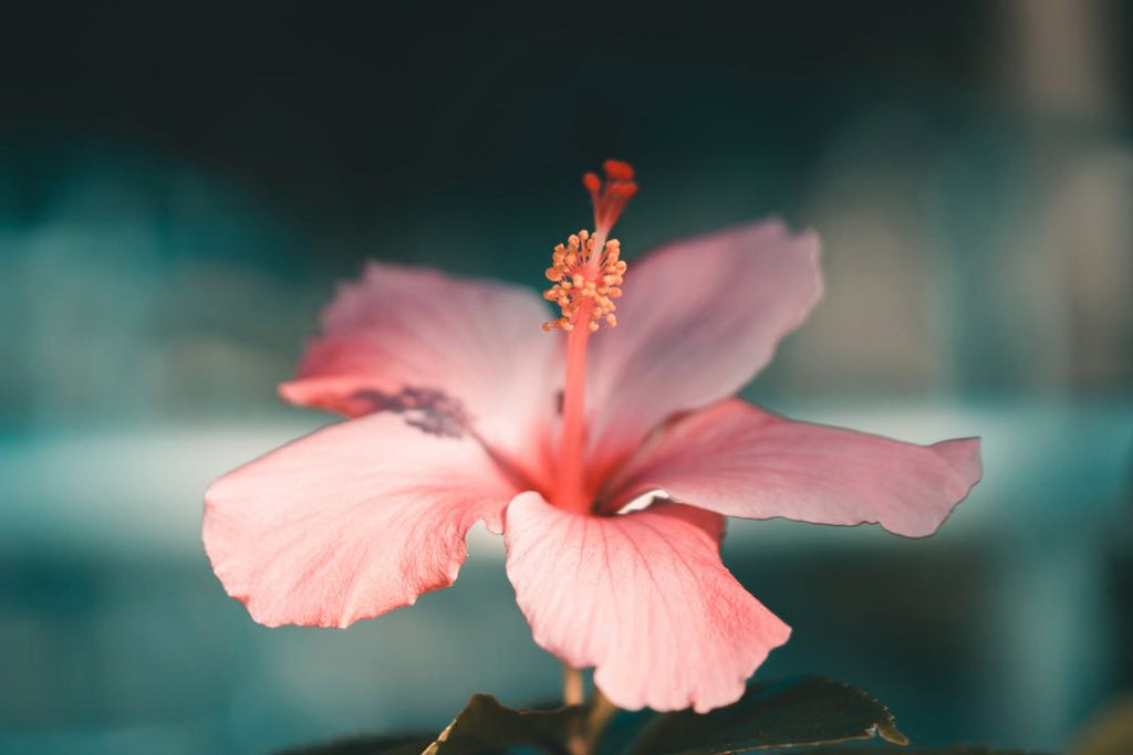 Hibiscus | Shop Fabulous Flowers Cape Town florist