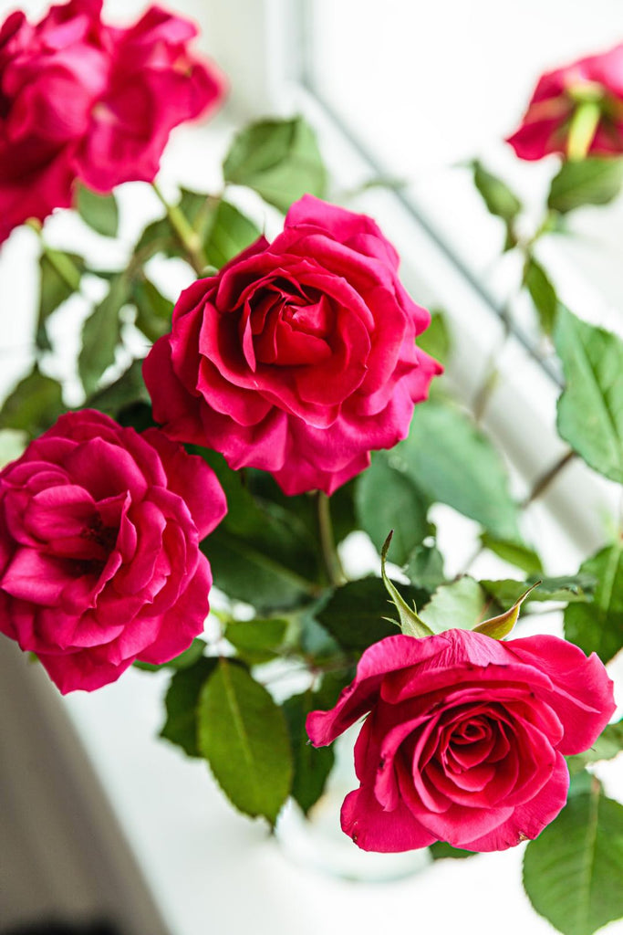 Fresh edible roses | Shop Fabulous Cape Town flower delivery