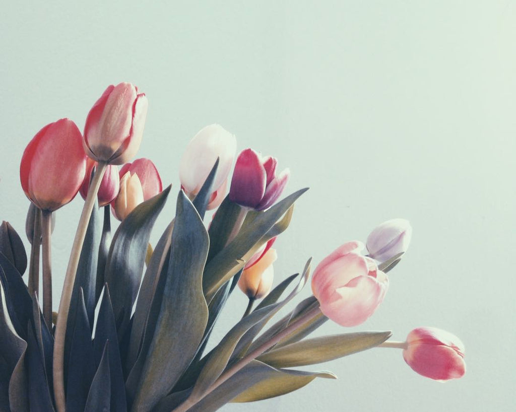 Tulips | Shop Fabulous Flowers Cape Town florist