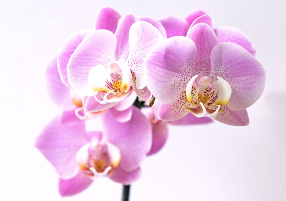Orchids fun facts about flowers | Shop Fabulous Flowers Cape Town