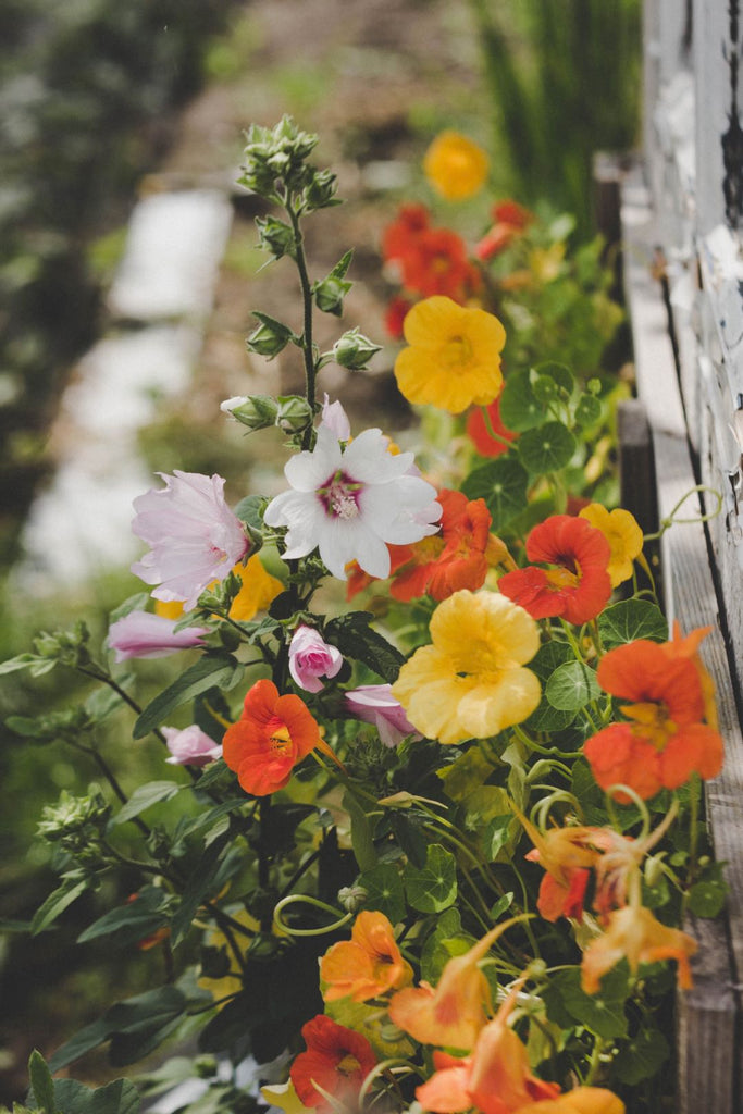 Nasturtiums edible flowers | Shop Fabulous Flowers