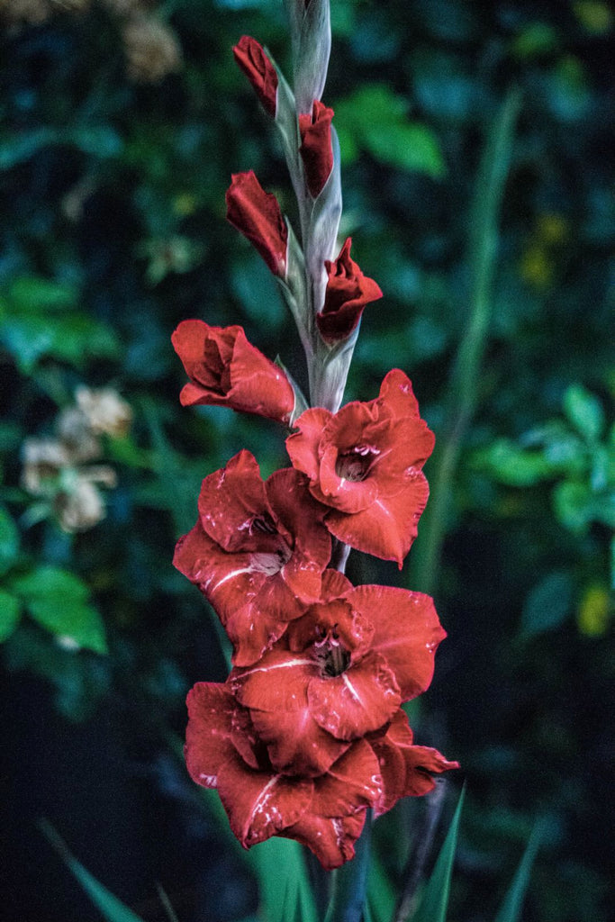 Gladiolus | Shop Fabulous Flowers in Cape Town