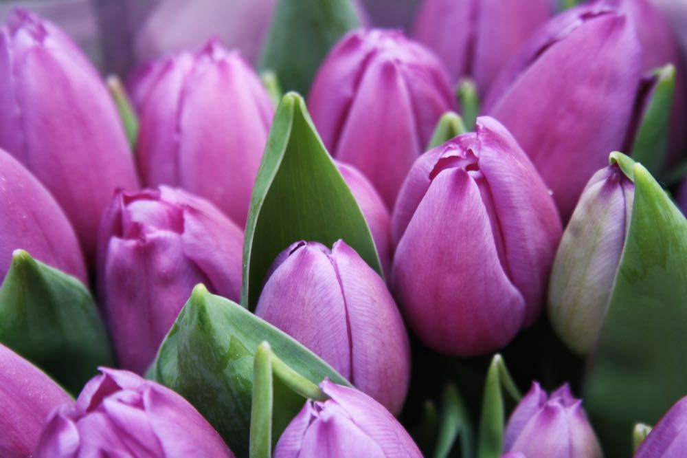 Fun facts about flowers Tulips | Shop Fabulous Flowers