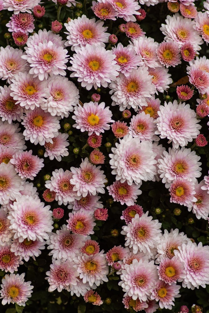 Chrysanthemums fun facts of flowers | Shop Fabulous Flowers