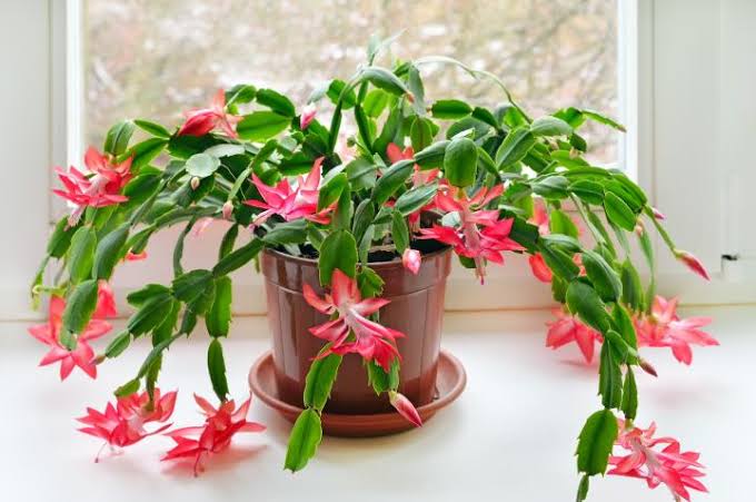 Christmas cactus flowers | Shop Fabulous Flowers