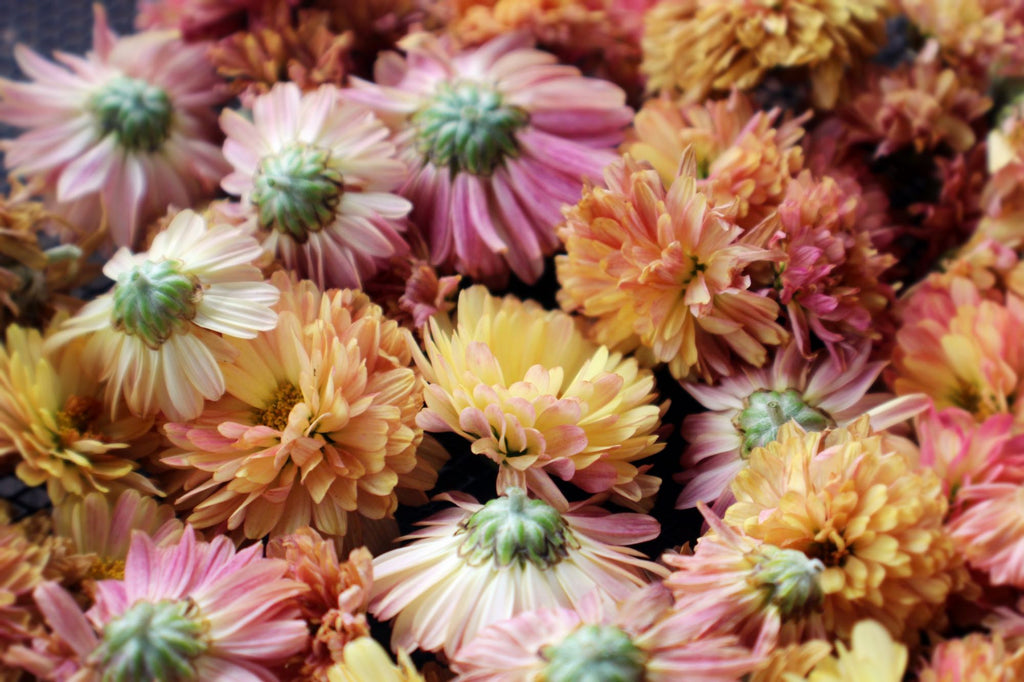 Chrysanthemum flowers | Shop Fabulous Cape Town