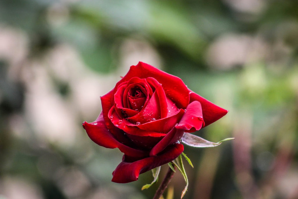 From Shakespeare to Modern Times: Exploring Red Roses - Fabulous Flowers
