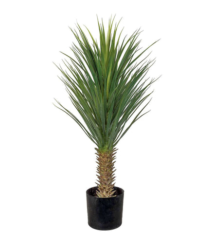 yucca palm plantart