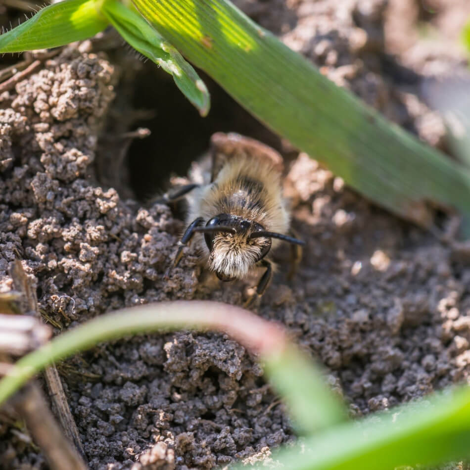 above ground nesting bee