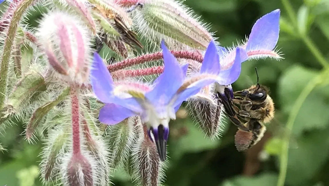 Nectar rich annuals like borage are very easy from seed and popular with bees like this leaf-cutter female