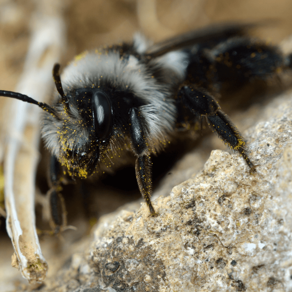 Ashy Mining Bee