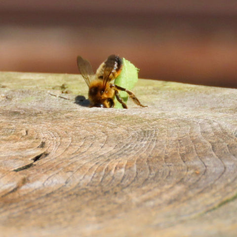 leafcutter bee nesting