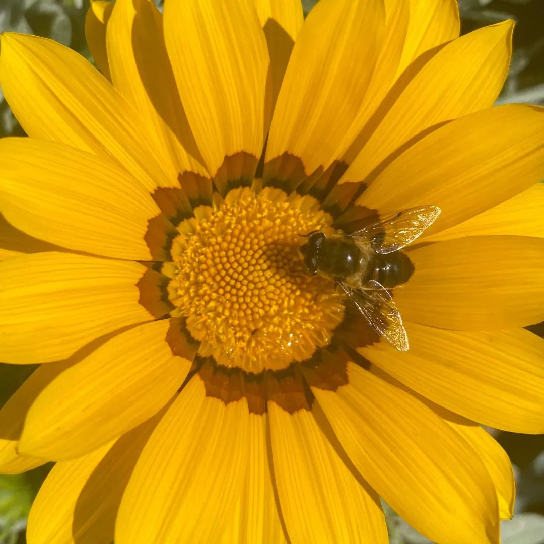 Hoverflies (Syrphidae)